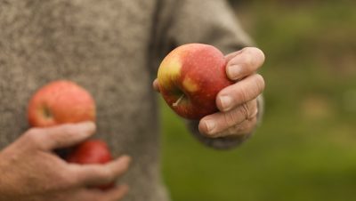 Epler i hender på voksen mann