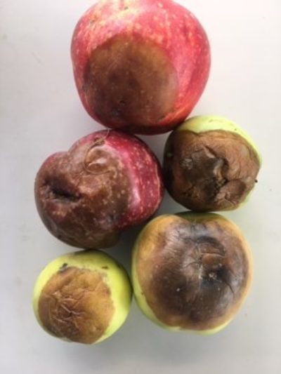 Epler med rateskader