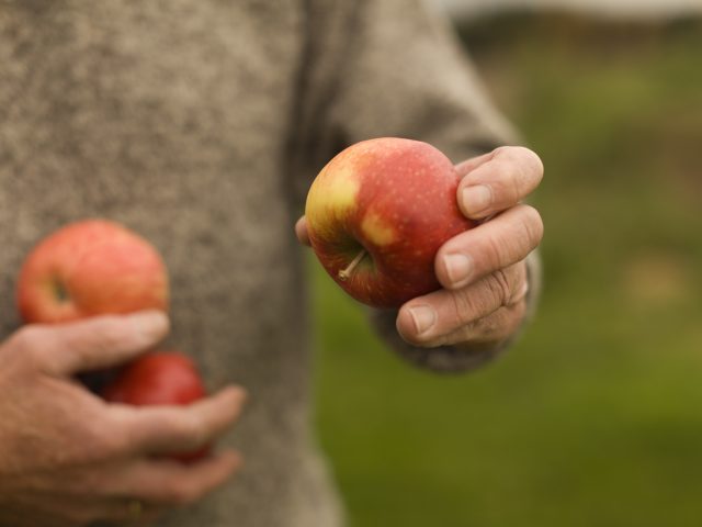 Epler i hender på voksen mann